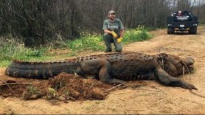 700 pound alligator